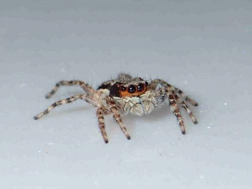 Menemerus bivittatus